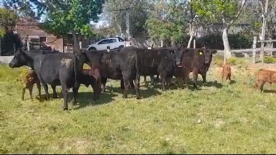 Lote 10 Piezas de cría ANGUS a remate en Remate Presencial en OMBUES DE LAVALLE