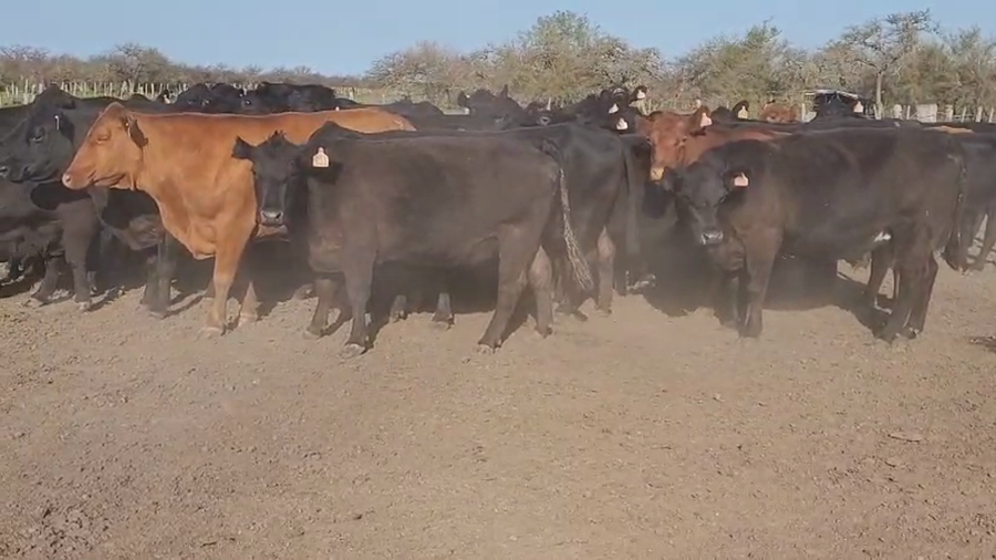 Lote 35 Vacas de invernar en Villaguay, Entre Ríos