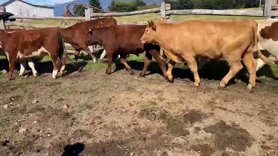 Lote 51 Novillo Engorda en Río Ibánez, XI Región Aysén