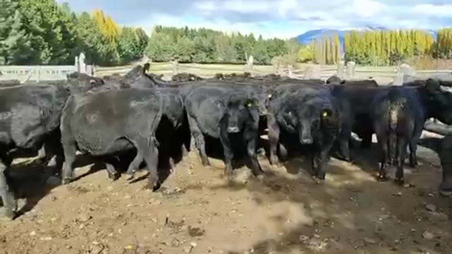 Lote 50 Novillo Engorda en Coyhaique, XI Región Aysén