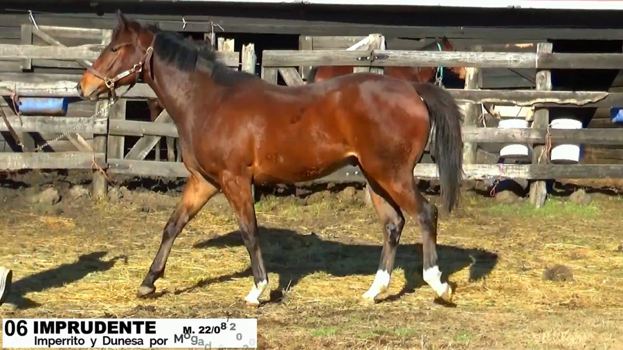 Lote IMPRUDENTE - NO SALE A VENTA