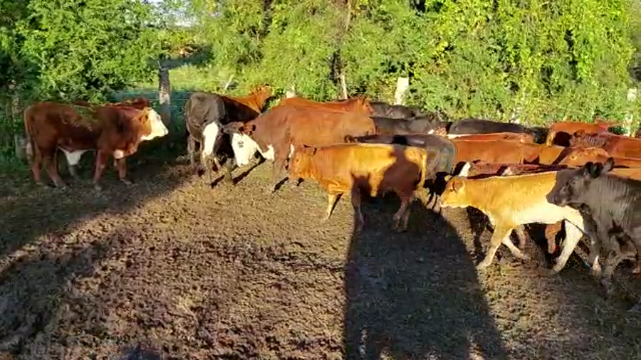 Lote 60 Terneros/as en Romang, Santa Fe