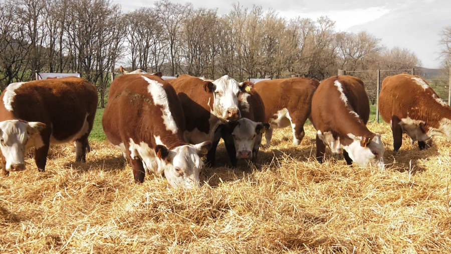 Lote VACAS P.HEREFORD PARICIÓN PRIMAVERA CABAÑA HUAICO MUN