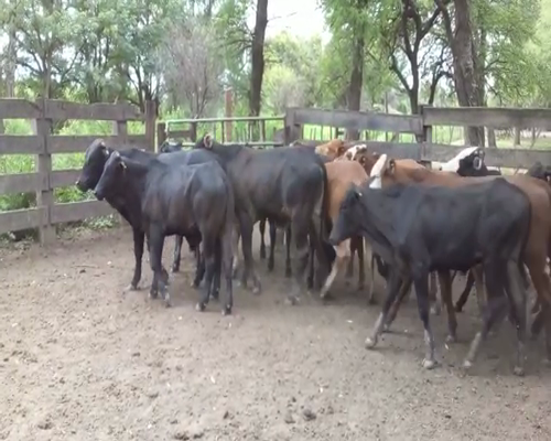 Lote 75 Terneros en Monte Quemado, Santiago del Estero