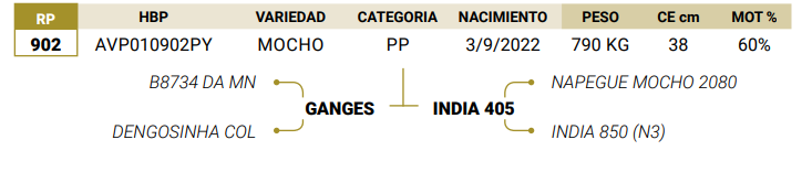 Lote LOTE 37