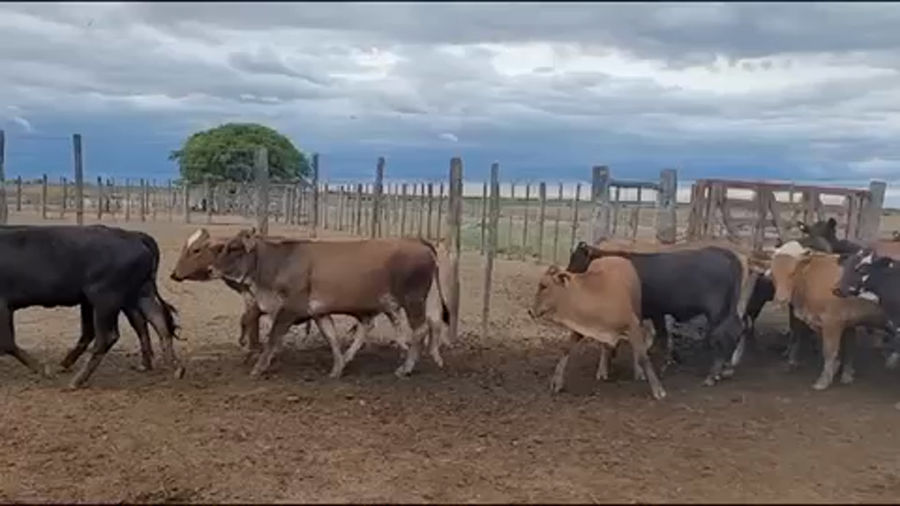 Lote 100 Terneros/as en San Miguel de Tucumán, Tucumán