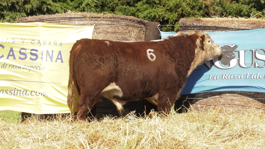 Lote TOROS P. HEREFORD PURO REGISTRADO