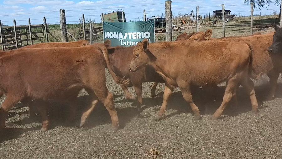 Lote 38 Terneros/as en Rauch