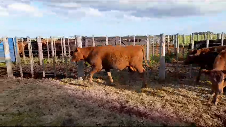 Lote 10 Novillitos en Benito Juárez, Buenos Aires