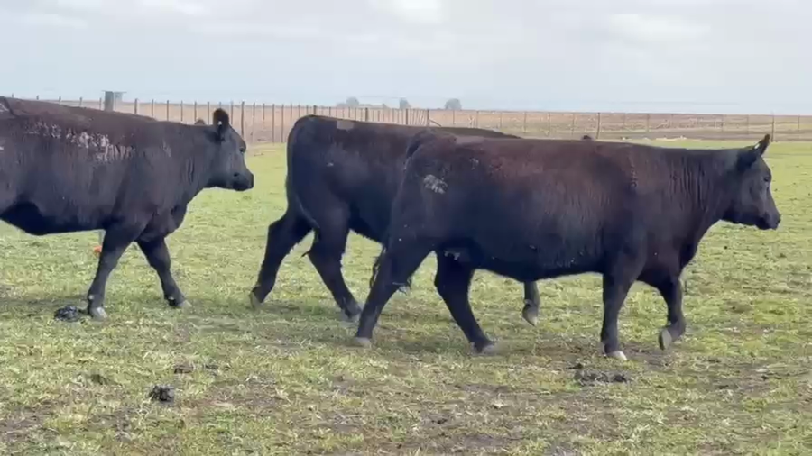 Lote Vaquillonas PC preñadas