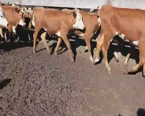 Lote 80 Terneras en Villaguay, Entre Ríos