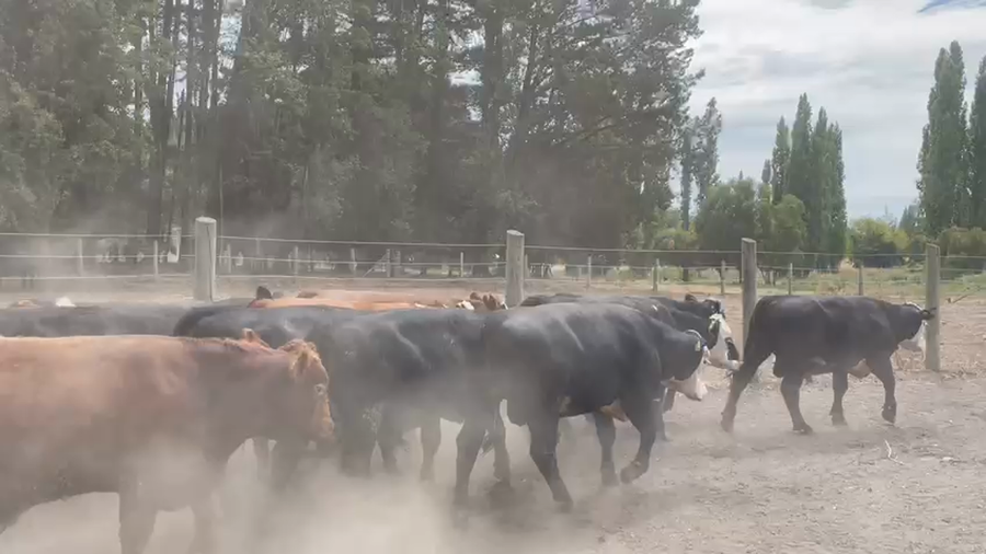 Lote 27 Novillo Engorda en Los Ángeles, VIII Región Biobío