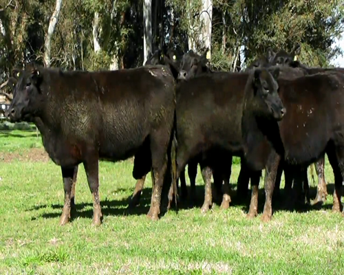 Lote VAQUILLONAS ANGUS NEGRAS PREÑADAS