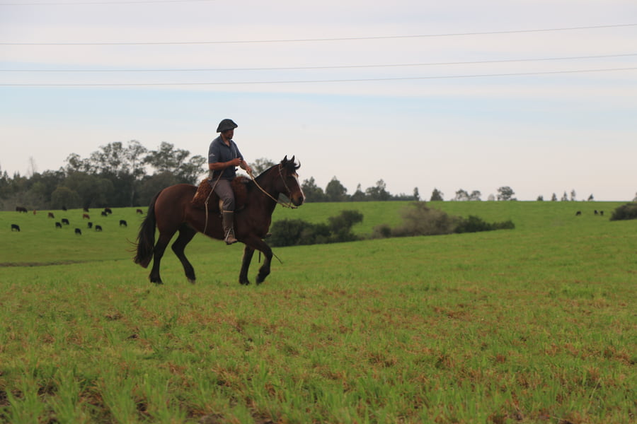 Lote SANTA GLORIA PATRIADA