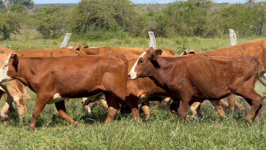 Lote 69 Novillitos