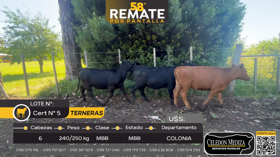 Lote 6 Terneras en Tarariras, Colonia