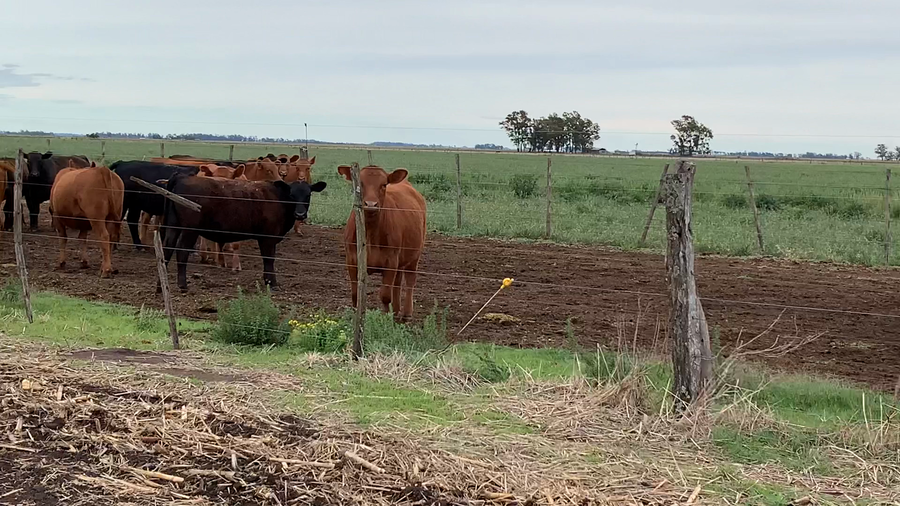 Lote 43 Terneras en Roberts, Buenos Aires
