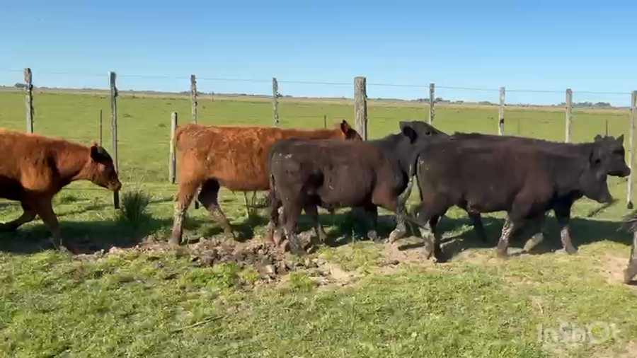 Lote 65 Novillitos