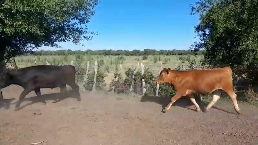 Lote 70 Novillitos en Sauce de Luna, Entre Ríos