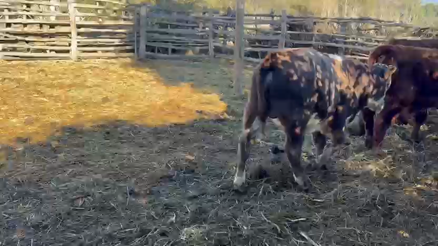 Lote 21 Ternero en Paine, Región Metropolitana