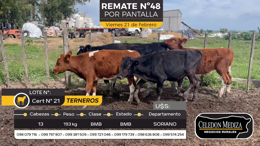 Lote 13 Terneros en Cuchilla del Perdido, Soriano