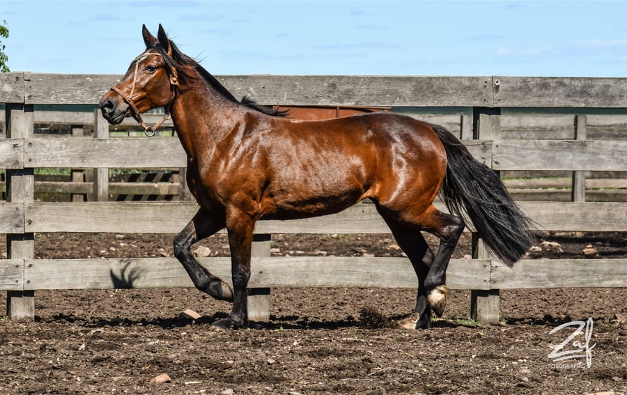 Lote Boleadora Ñaquiñá