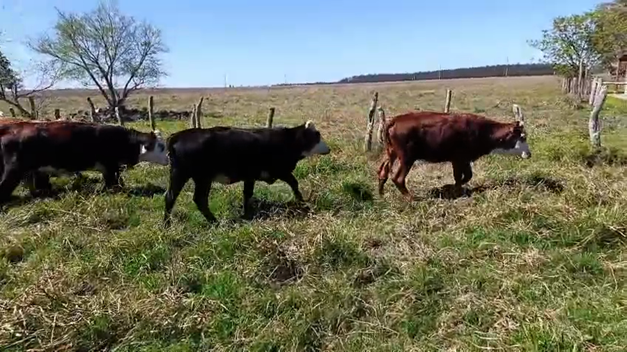 Lote 20 Novillitos y vaquillonas