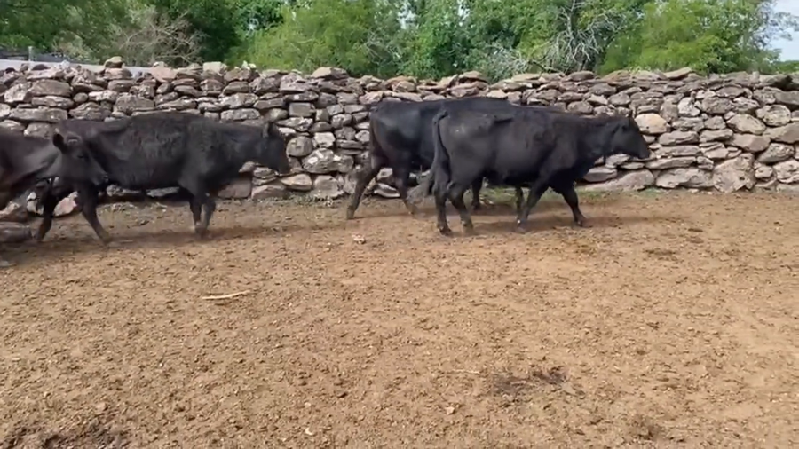 Lote Vacas de Invernada