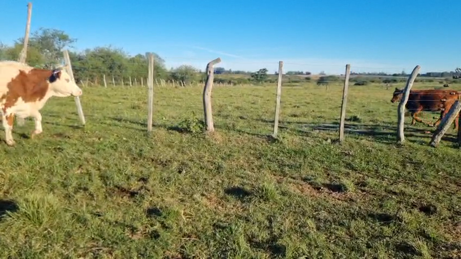 Lote 35 Vacas de invernar en Corrientes, Monte Caseros