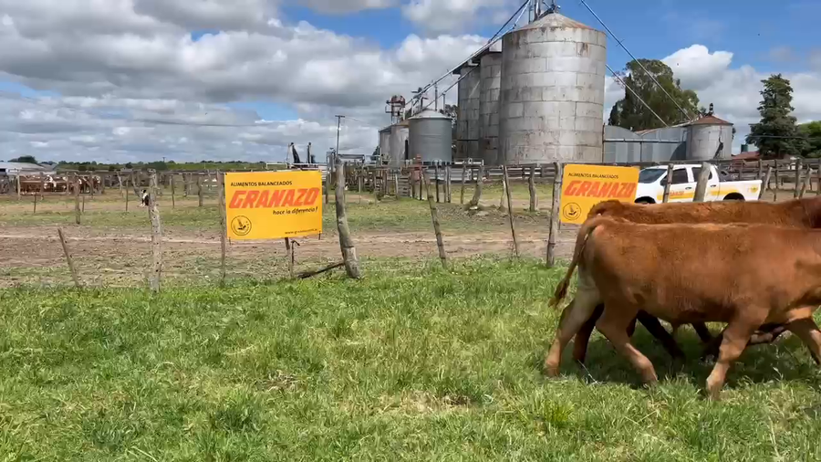 Lote 51 Terneros en Entre Ríos, Gualeguaychú