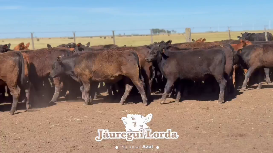 Lote 80 Terneros