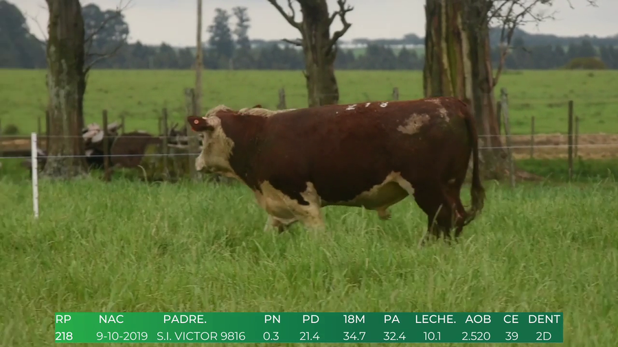 Lote Toros POLLED HEREFORD a remate en 4º  Remate  Anual Cabaña El Treból en Liga de Trabajo de Guichón