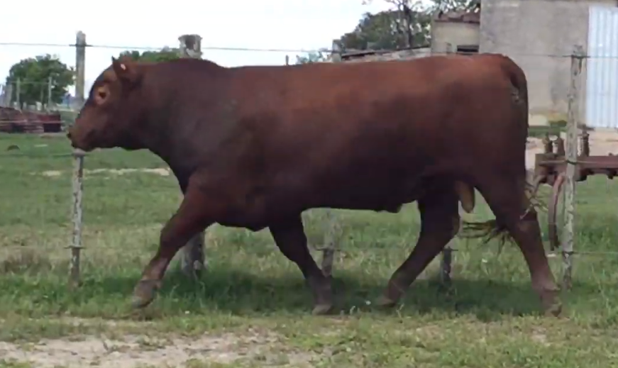 Lote Toros a remate en Cabaña Rebenque , Florida