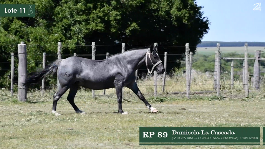 Lote Damisela La Cascada