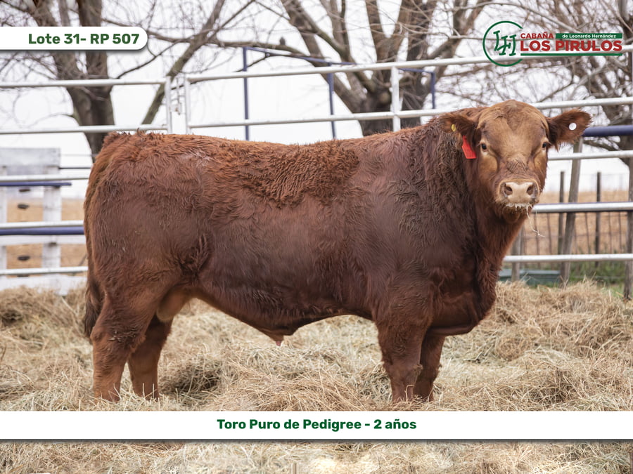 Lote TOROS PUROS DE PEDIGREE - 22/24 meses
