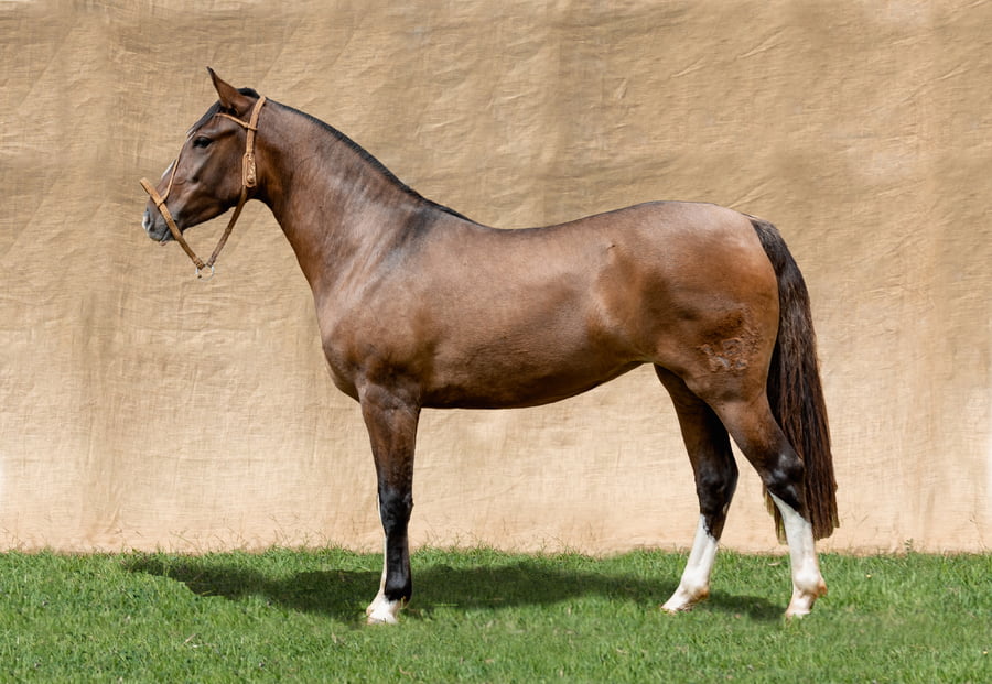 Lote KAIGUE MUÑECA RP 92