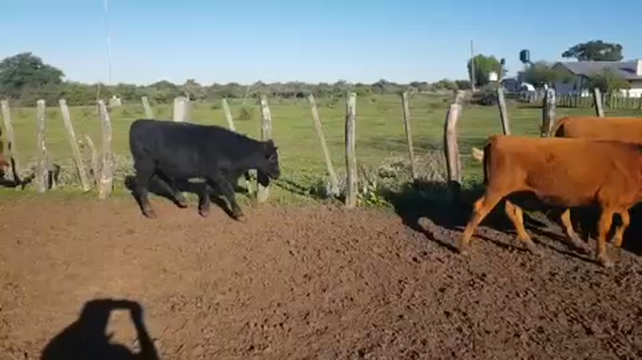Lote 100 Terneros en Corrientes, Sauce