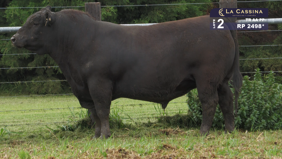 Lote TORO ABERDEEN ANGUS PURO PEDIGREE