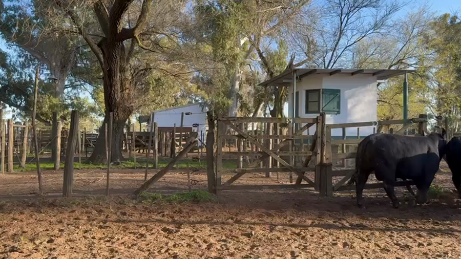 Lote TOROS PUROS DE PEDIGREE