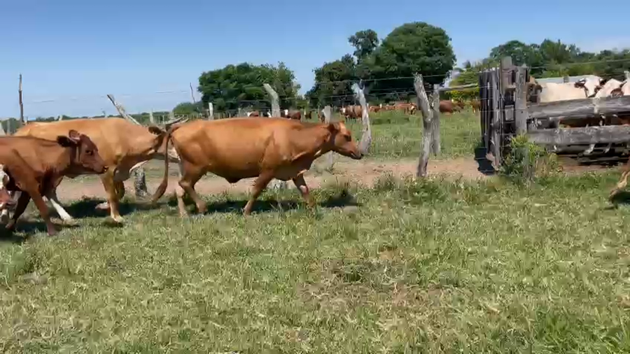 Lote Vacas nuevas C/ cria en Corrientes, Goya