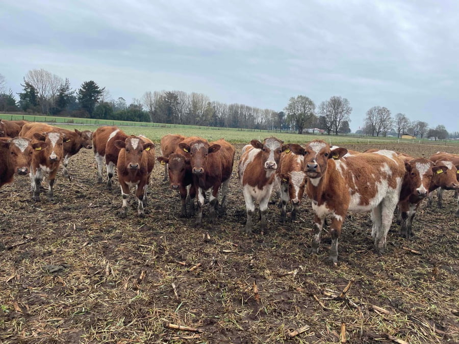 Lote 25 Vaquilla Engorda en X Región Los Lagos, Puerto Varas
