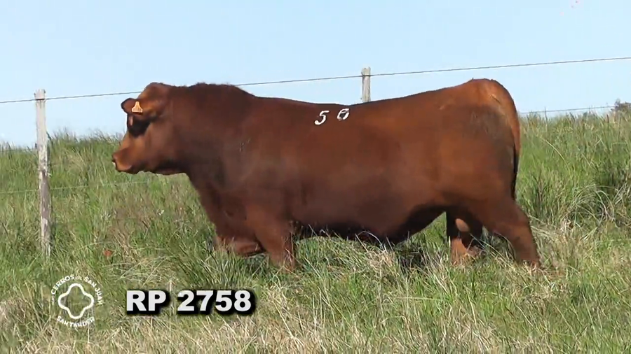 Lote RED ANGUS