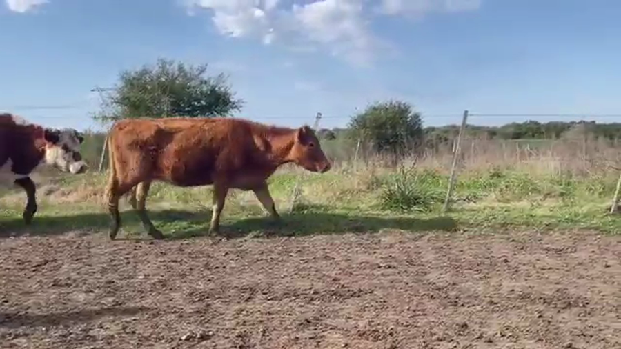 Lote (Vendido)11 Vacas de Invernada HER-CRUZA a remate en 5to remate por pantalla ENTRE MARTILLOS 315kg - , San José