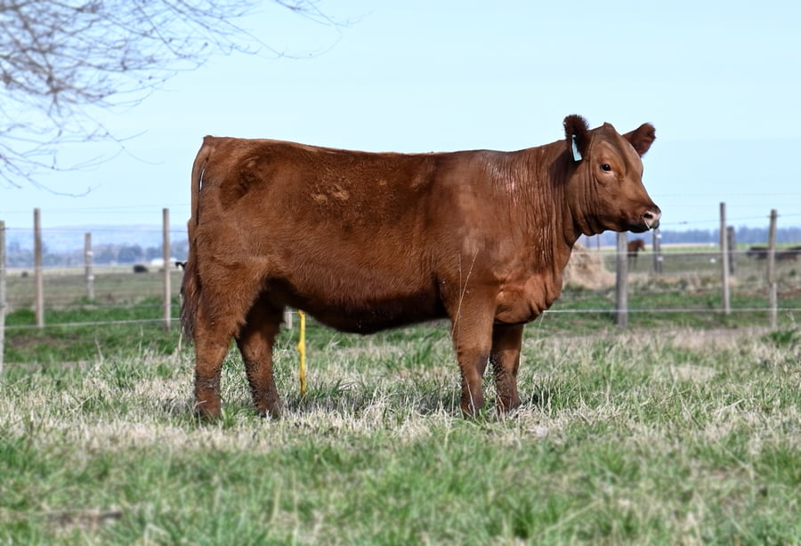 Lote TERNERAS PEDIGREE