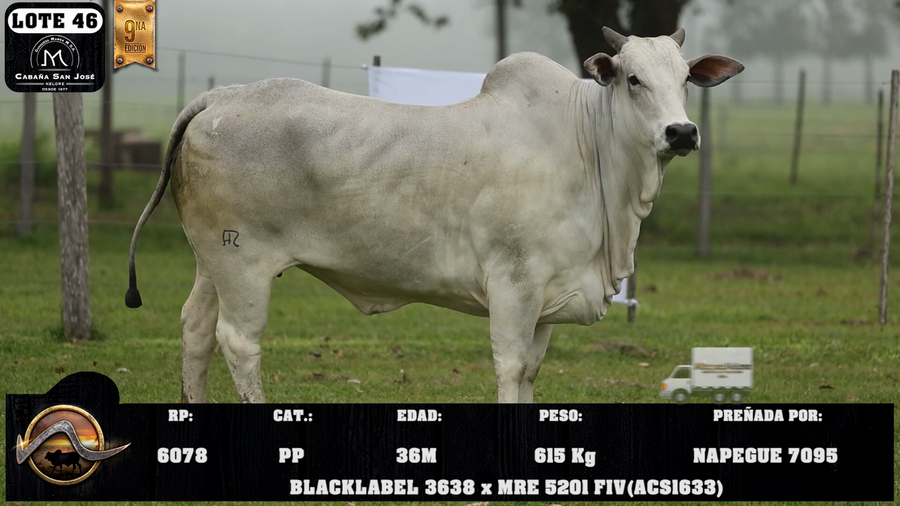 Lote LOTE 46