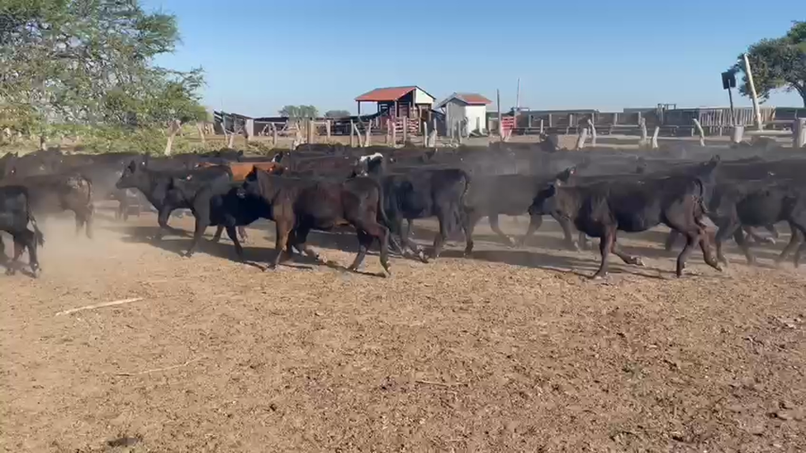 Lote 226 Terneras en Los Conquistadores, Entre Ríos