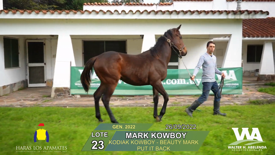Lote MARK KOWBOY