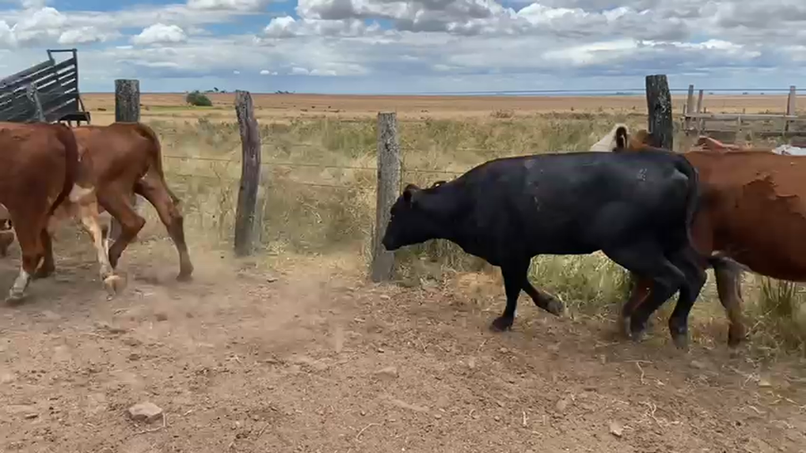 Lote 9 Vacas de invernar en Corrientes, Mariano I. Loza