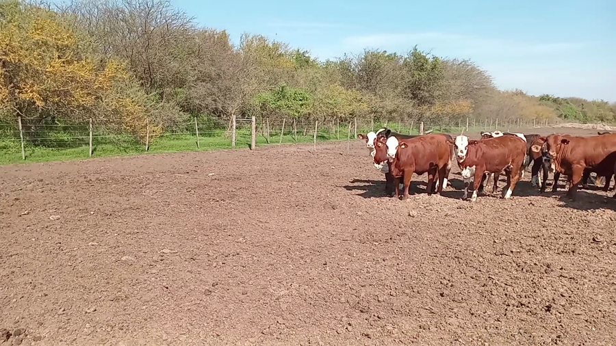 Lote 45 Novillitos y vaquillonas Cruza en Cululú, Santa Fe
