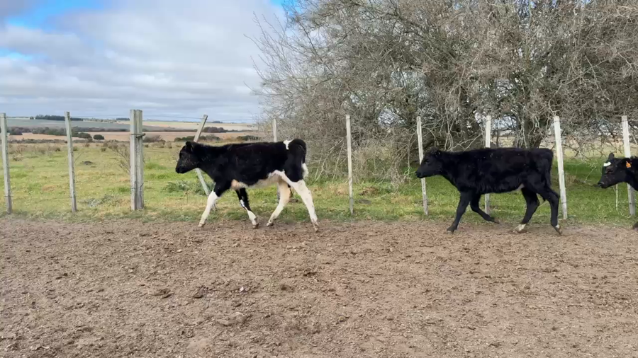 Lote TERNEROS Y TERNERAS